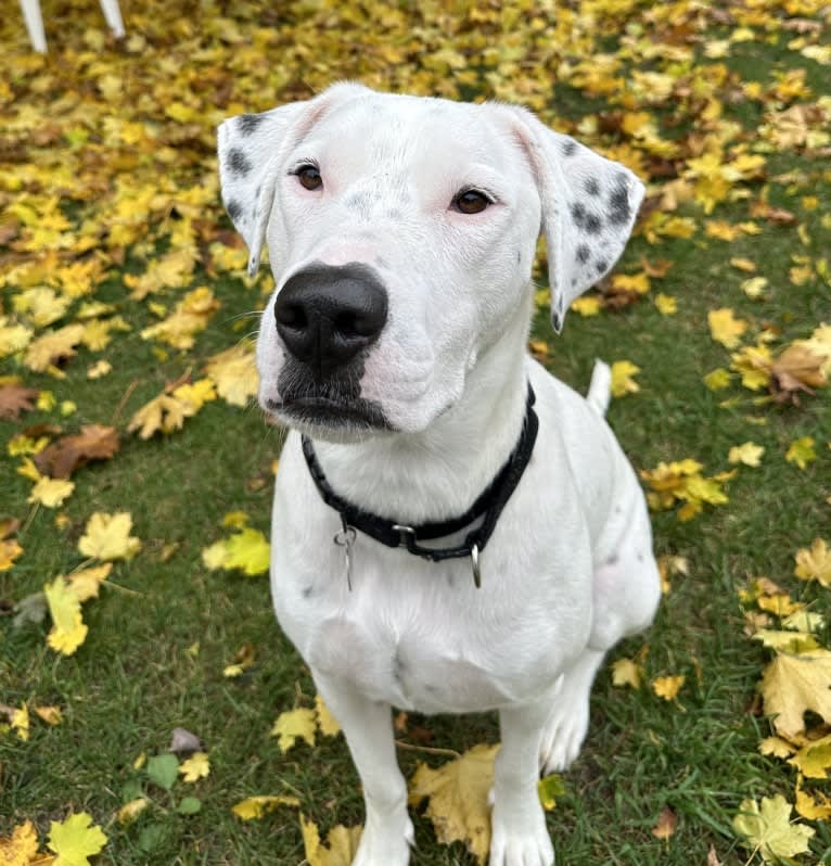 Dylan, an American Bully and Great Pyrenees mix tested with EmbarkVet.com