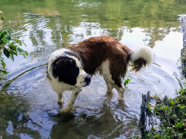 Thor, a Saint Bernard tested with EmbarkVet.com