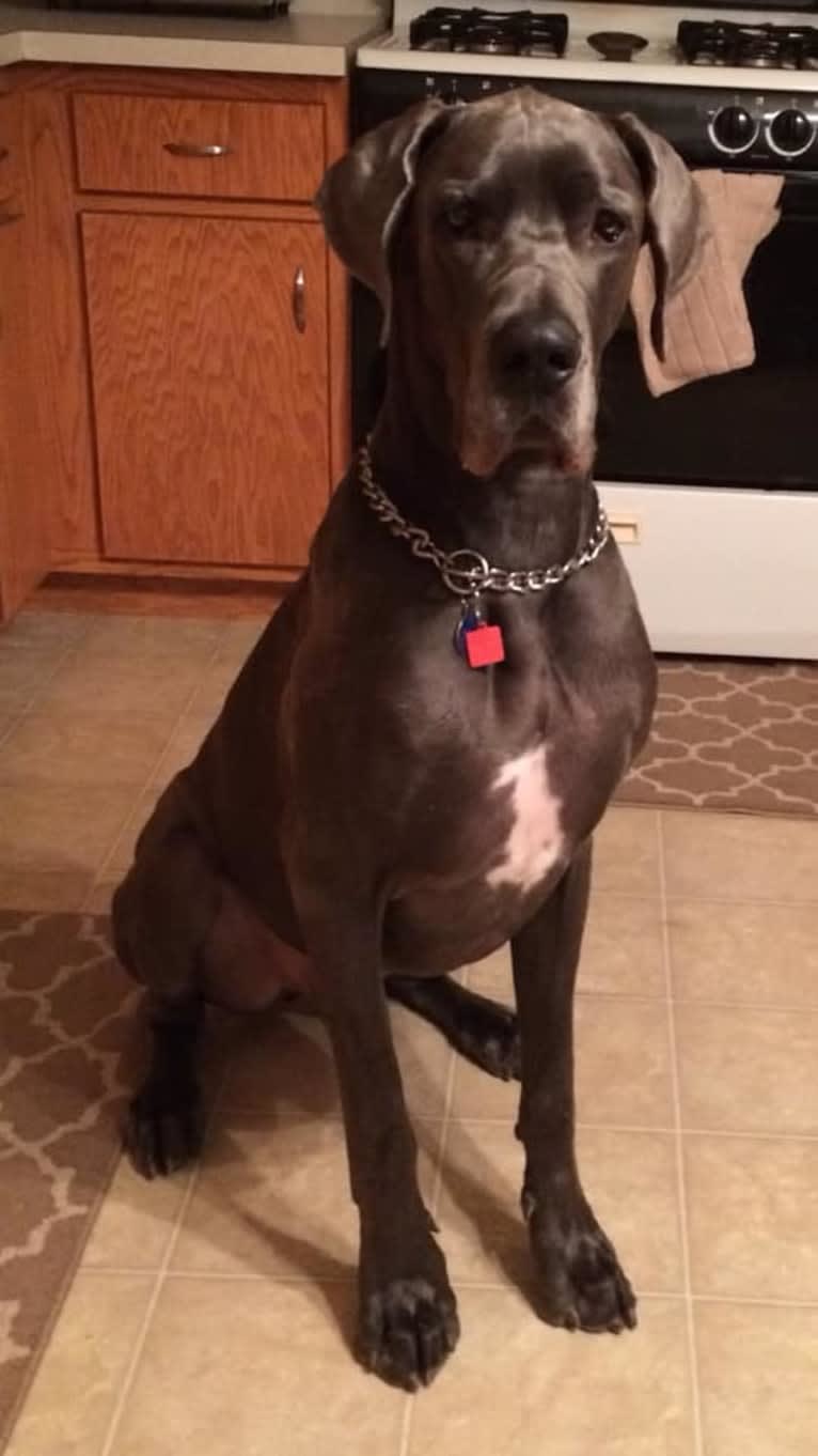 Zane, a Great Dane tested with EmbarkVet.com