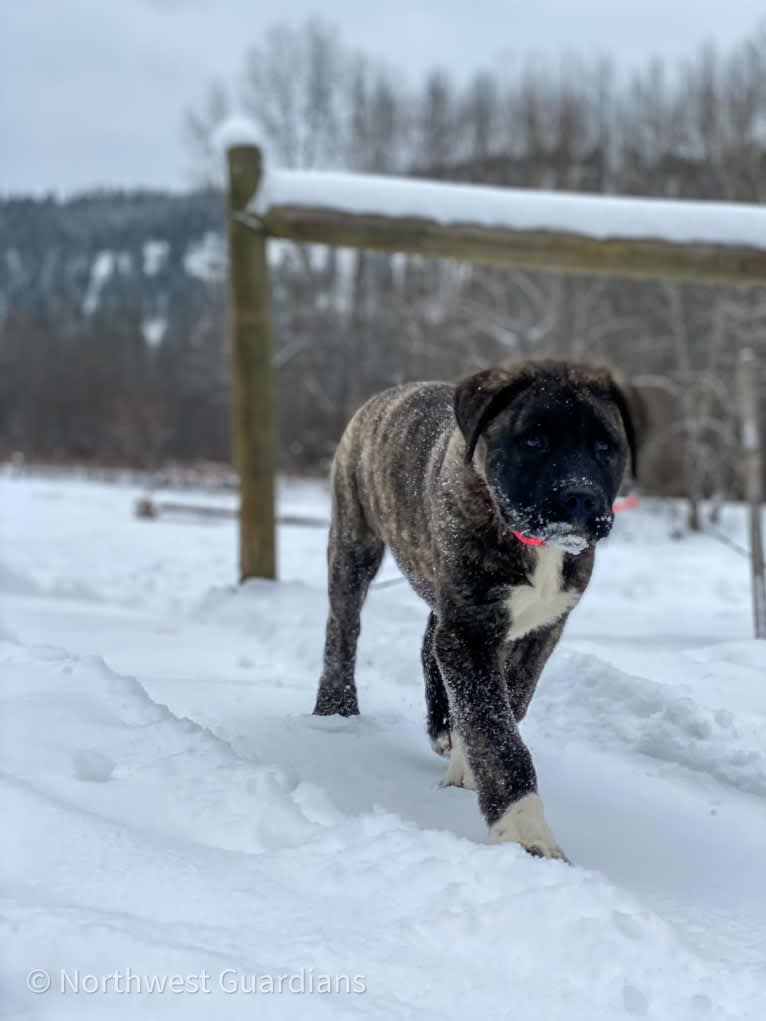 Ahsoka, an Anatolian Shepherd Dog tested with EmbarkVet.com