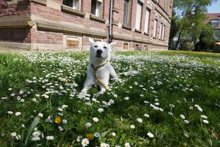 Suri, a Canaan Dog tested with EmbarkVet.com