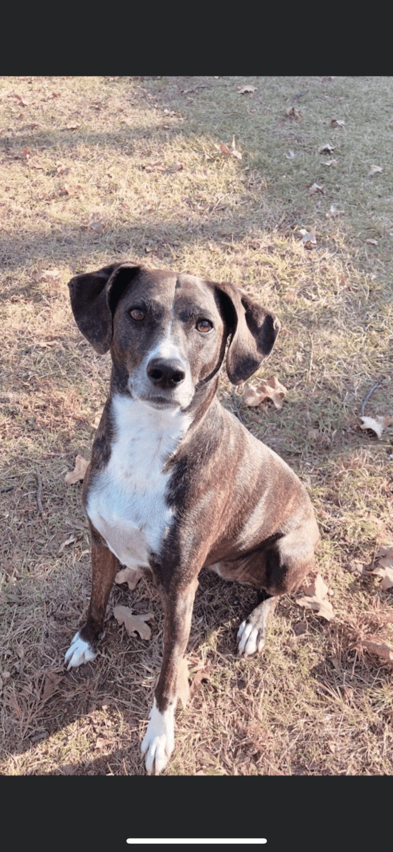 Hannah, a Mountain Cur tested with EmbarkVet.com