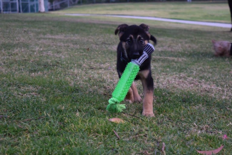 Gunther, a German Shepherd Dog and Labrador Retriever mix tested with EmbarkVet.com