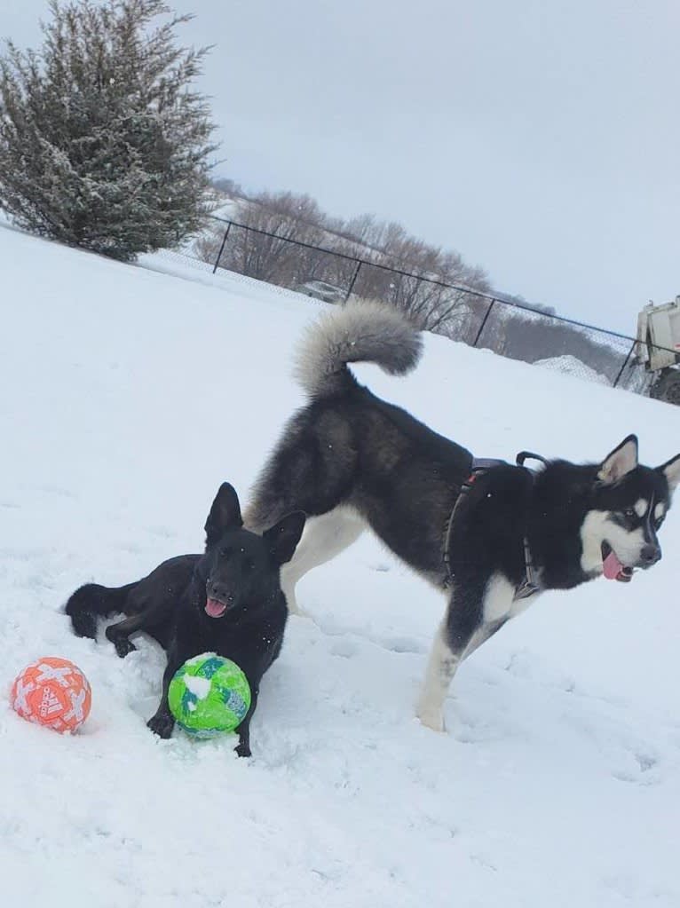 Artemis, an Alaskan Malamute tested with EmbarkVet.com