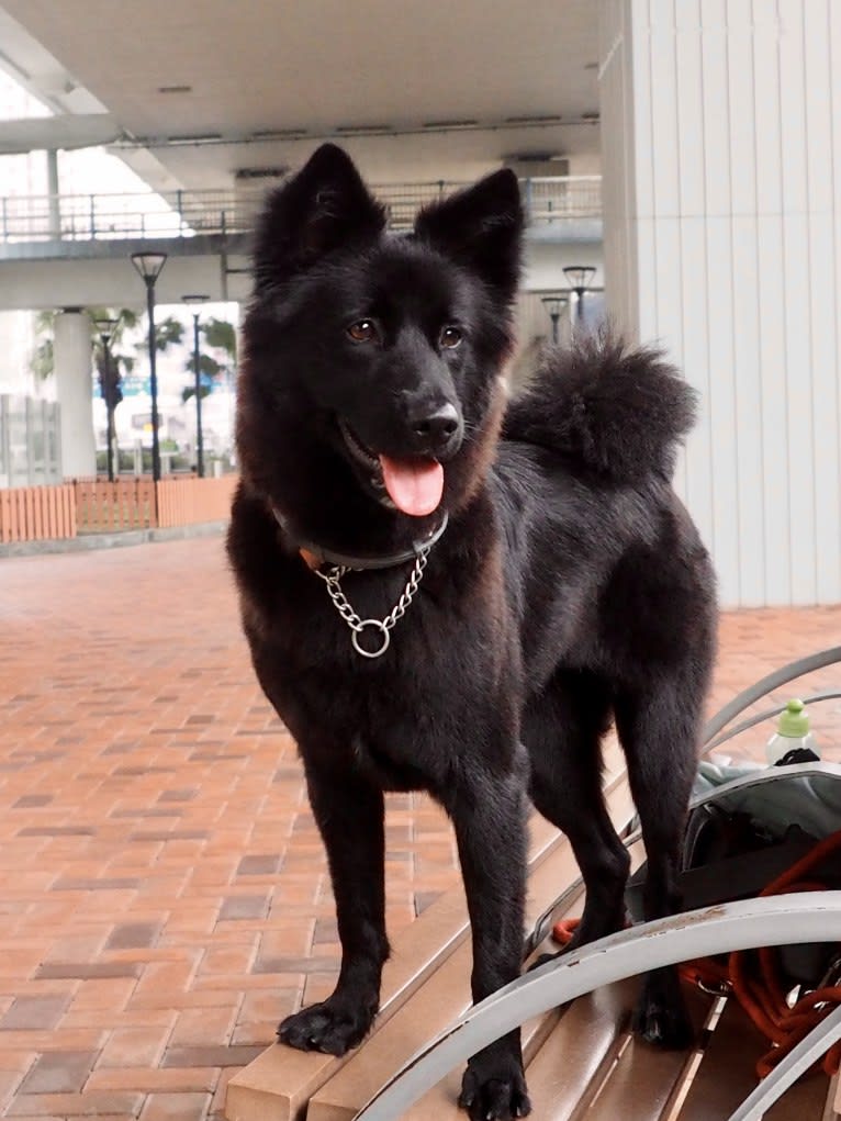 Raven, a Hong Kong Village Dog tested with EmbarkVet.com