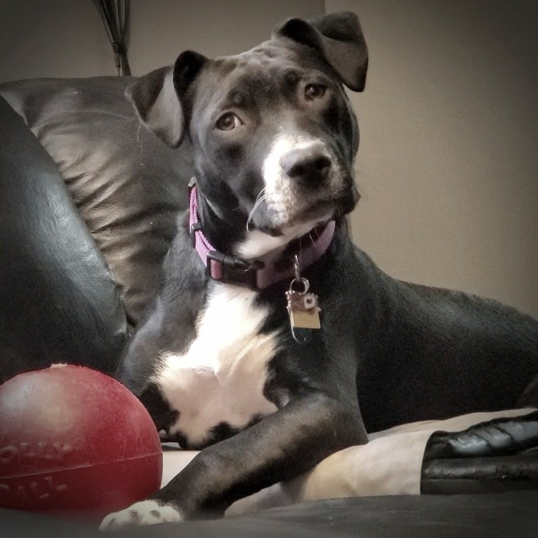 Luna, an American Pit Bull Terrier tested with EmbarkVet.com