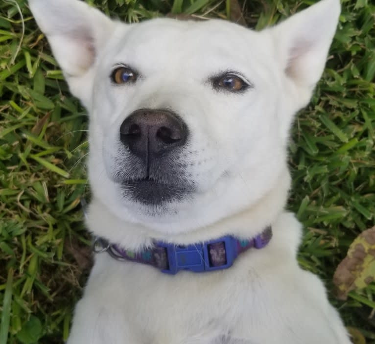 Midget, a Miniature Schnauzer and Chow Chow mix tested with EmbarkVet.com