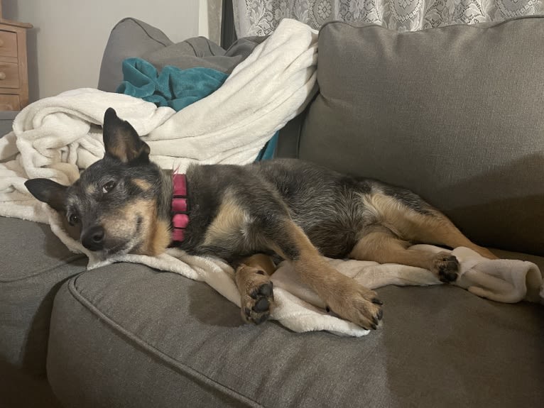 Brisket, an Australian Cattle Dog tested with EmbarkVet.com