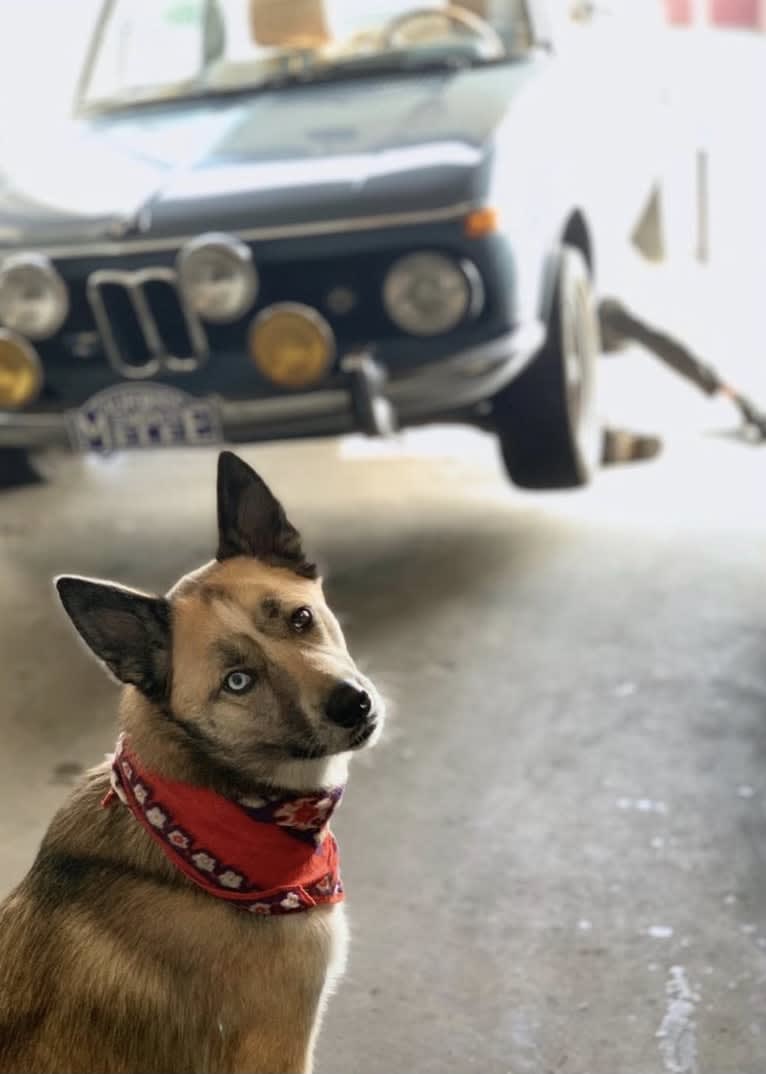 Charlie Wyatt, a Siberian Husky and Australian Cattle Dog mix tested with EmbarkVet.com