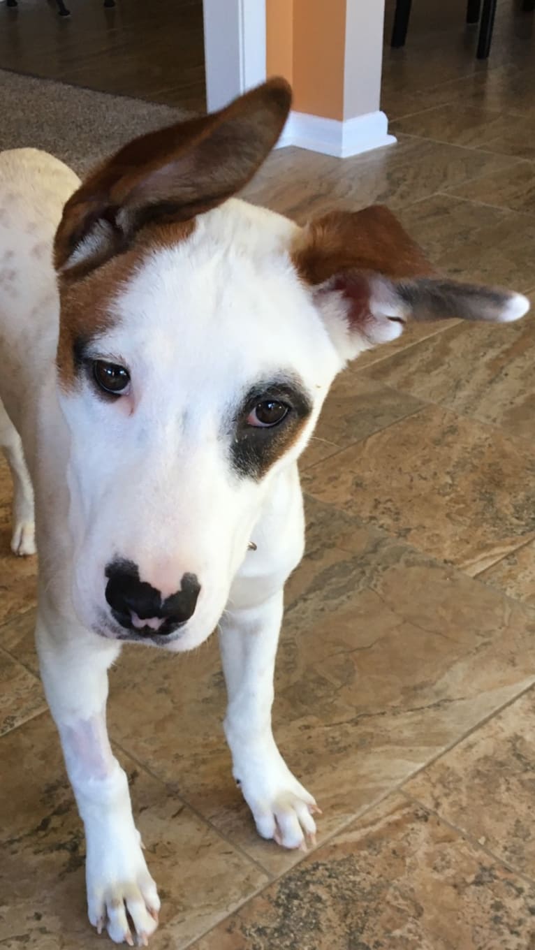 Captain Jack, an American Pit Bull Terrier and Siberian Husky mix tested with EmbarkVet.com