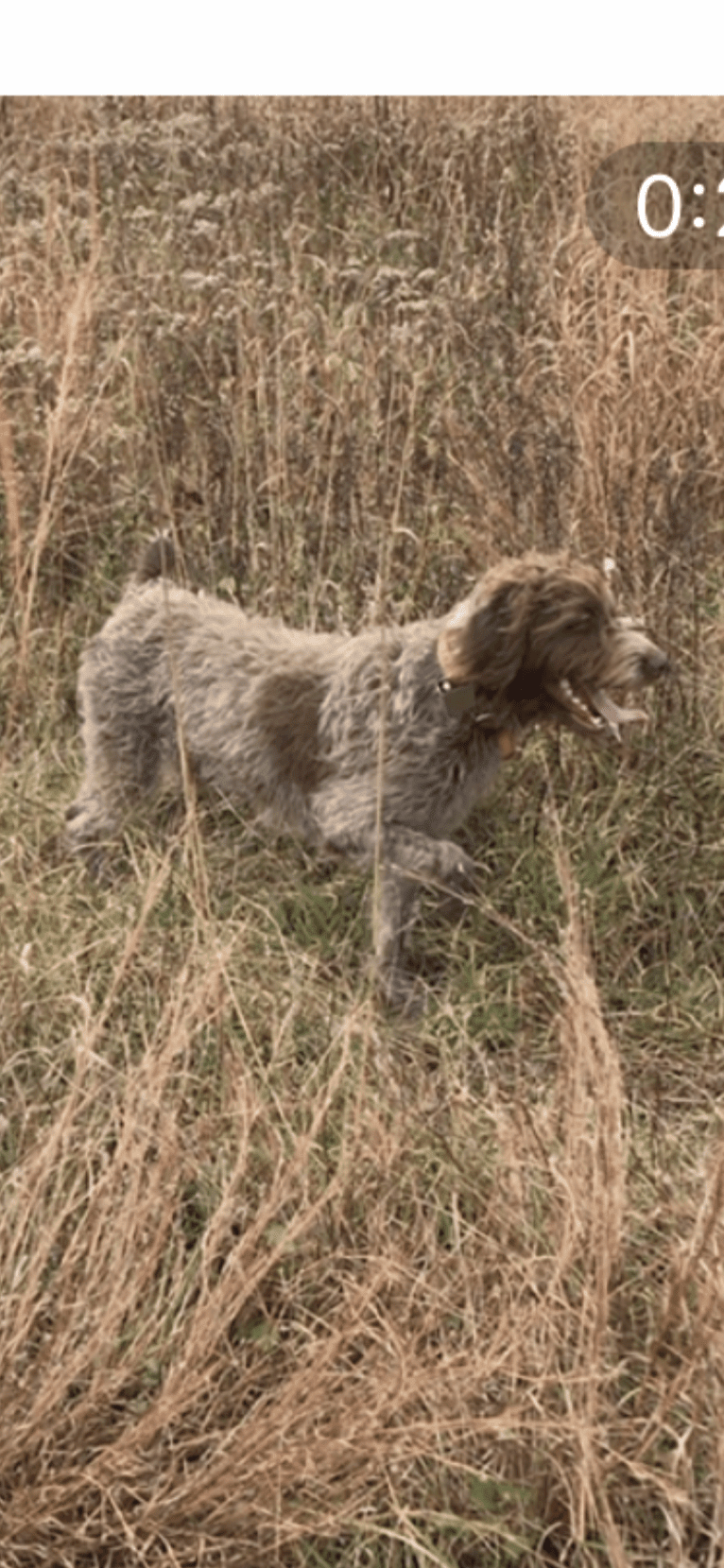 Rayne, a Wirehaired Pointing Griffon tested with EmbarkVet.com