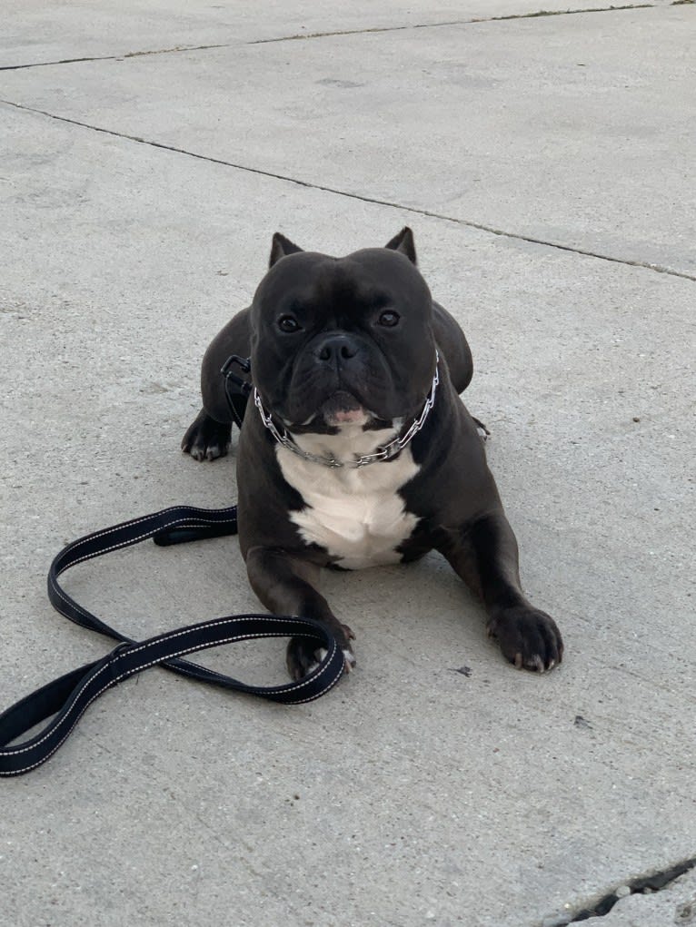 Smalls, an American Bully and French Bulldog mix tested with EmbarkVet.com