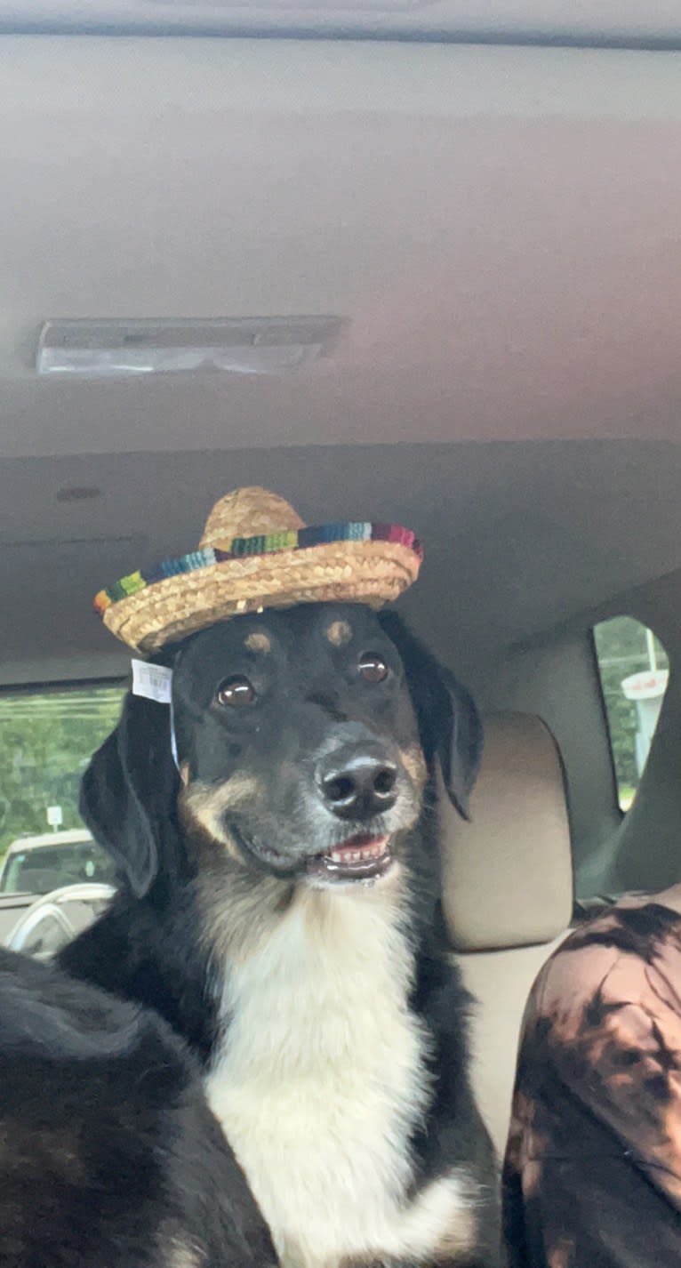 Louyie, a Border Collie and Labrador Retriever mix tested with EmbarkVet.com