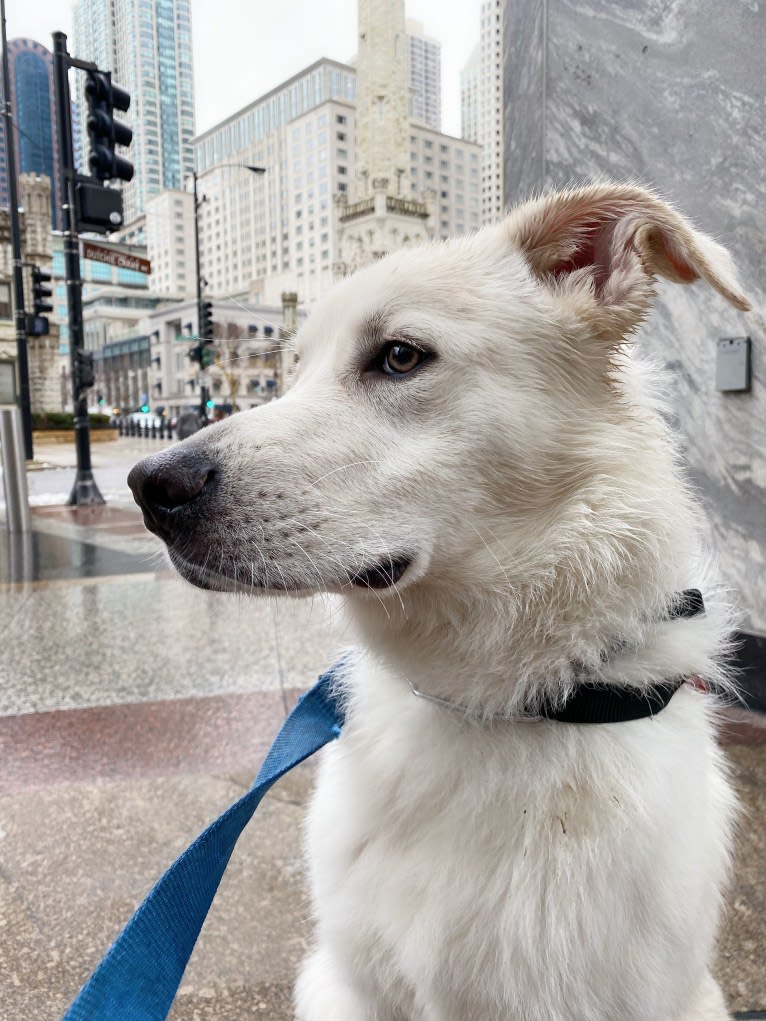 Lucky, a Great Pyrenees and German Shepherd Dog mix tested with EmbarkVet.com