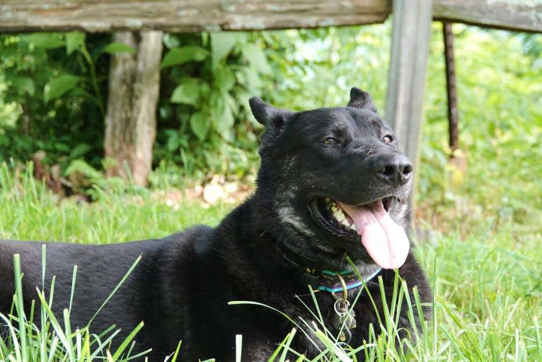 Flower's Trollius Petrusian von Rock, a German Shepherd Dog and Alaskan Malamute mix tested with EmbarkVet.com