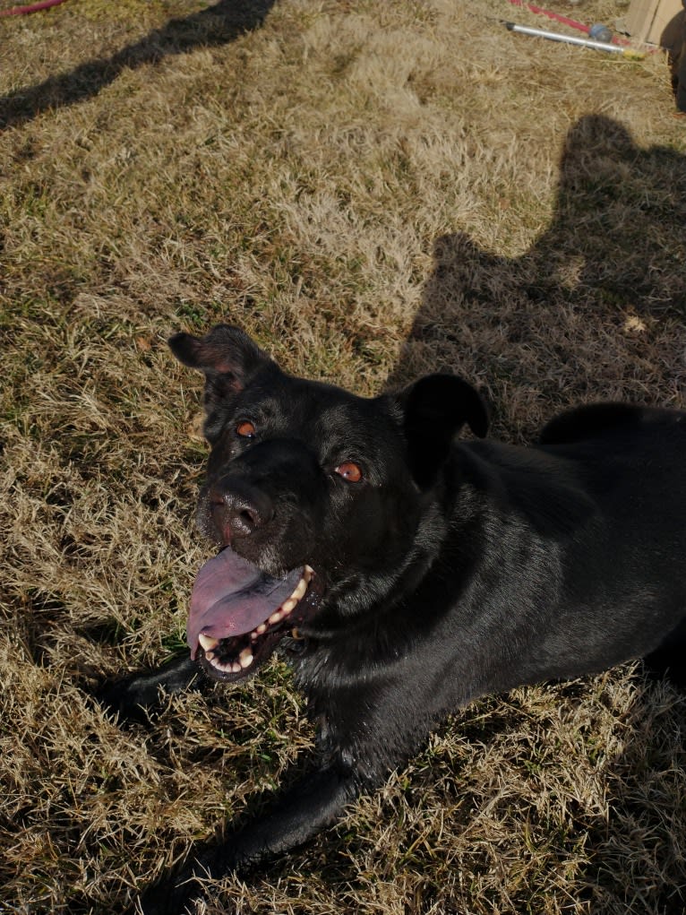 Kodi, an Australian Cattle Dog and Chow Chow mix tested with EmbarkVet.com