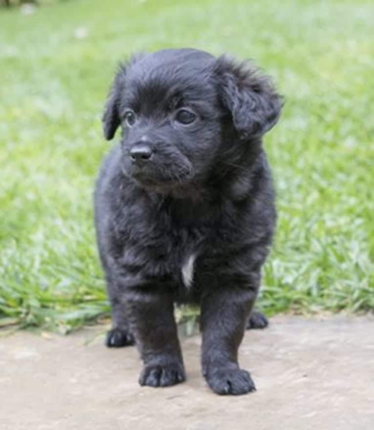 Jasper, a Poodle (Small) and Chihuahua mix tested with EmbarkVet.com