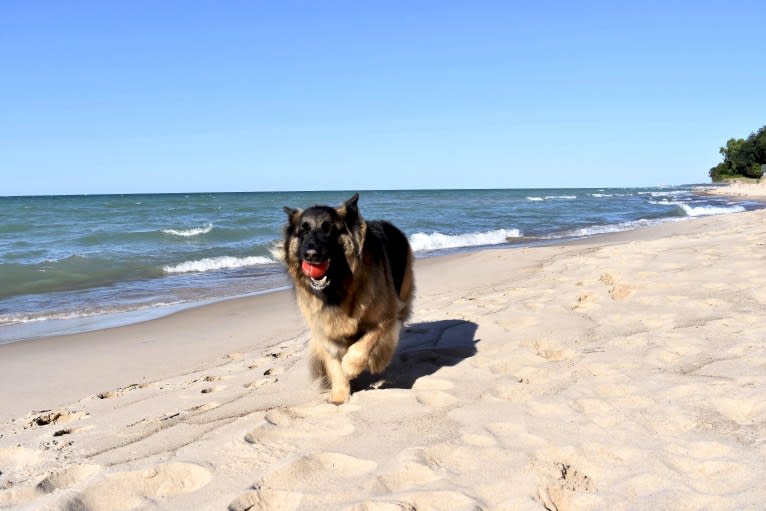 Maya, a German Shepherd Dog tested with EmbarkVet.com