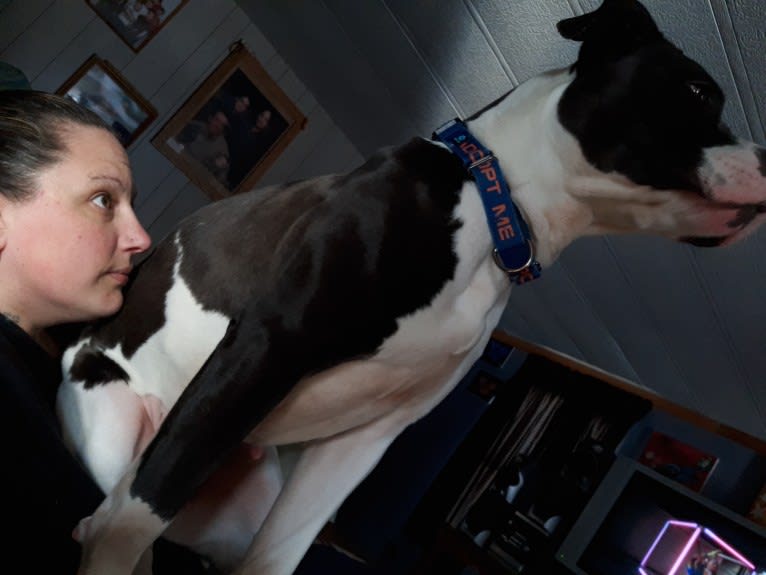 Betsy, an American Bulldog tested with EmbarkVet.com