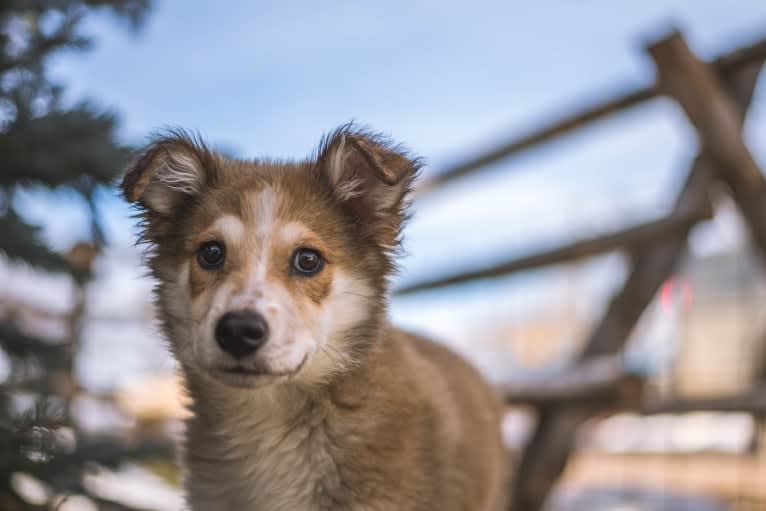 Indy, an Australian Shepherd and Border Collie mix tested with EmbarkVet.com