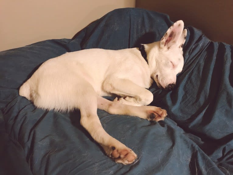 Finn, an Australian Cattle Dog and Australian Shepherd mix tested with EmbarkVet.com