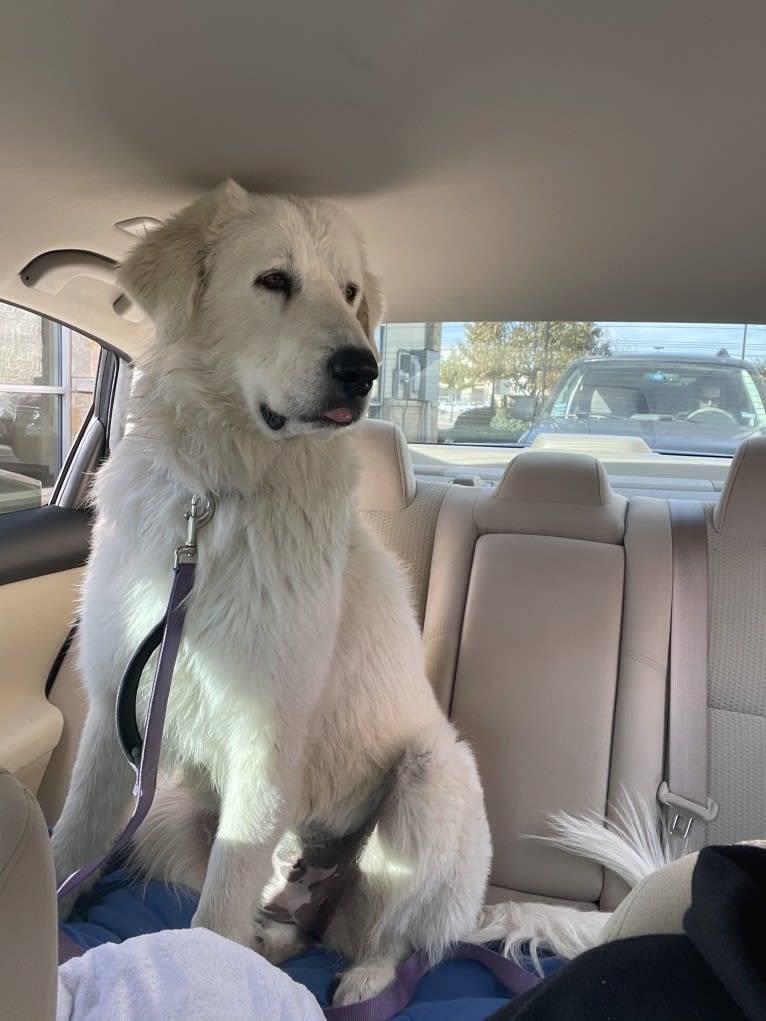 Looney “Chik’in Mini Bandit” Bear, a Great Pyrenees tested with EmbarkVet.com