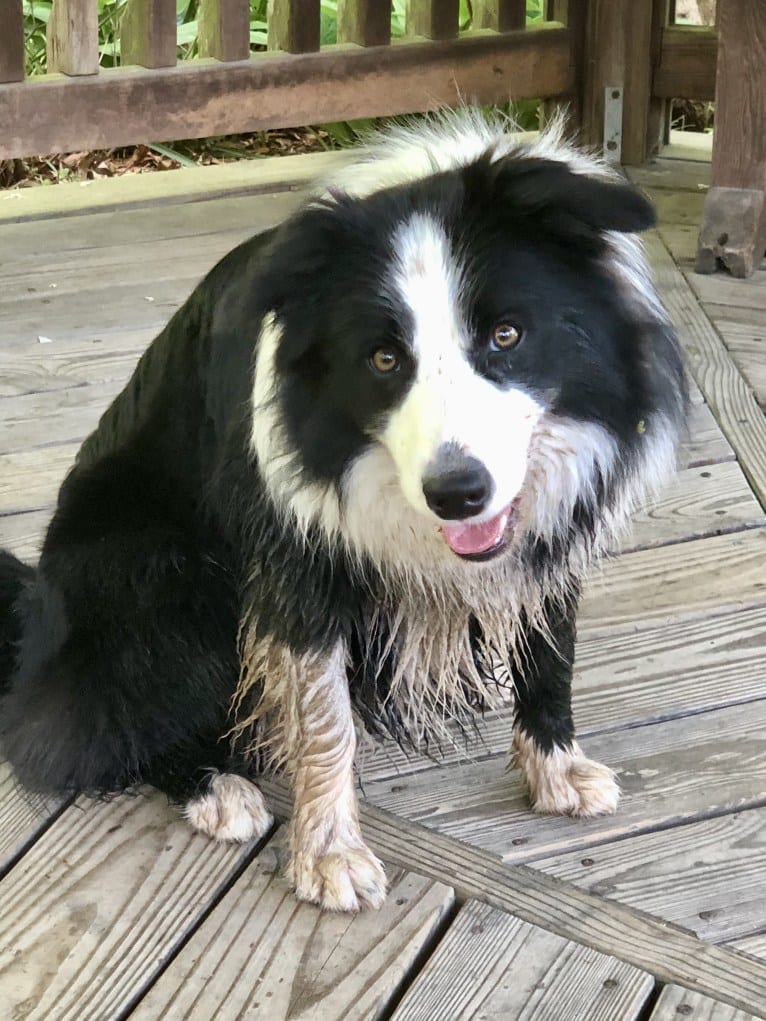 Angel, a Border Collie tested with EmbarkVet.com