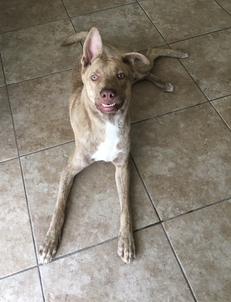 Toronto, a German Shepherd Dog and American Pit Bull Terrier mix tested with EmbarkVet.com