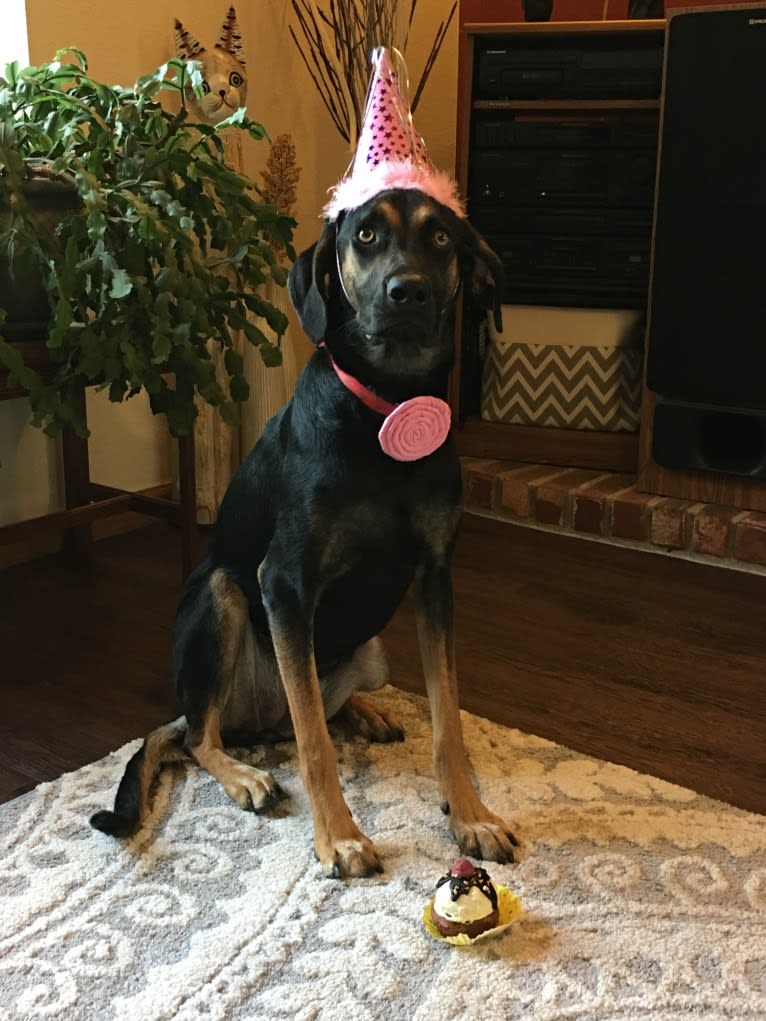 Dobby, a Catahoula Leopard Dog and Doberman Pinscher mix tested with EmbarkVet.com