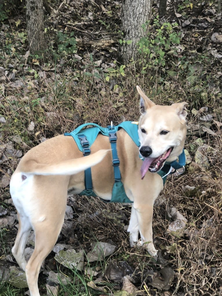 Kiara, an American Pit Bull Terrier and Chow Chow mix tested with EmbarkVet.com