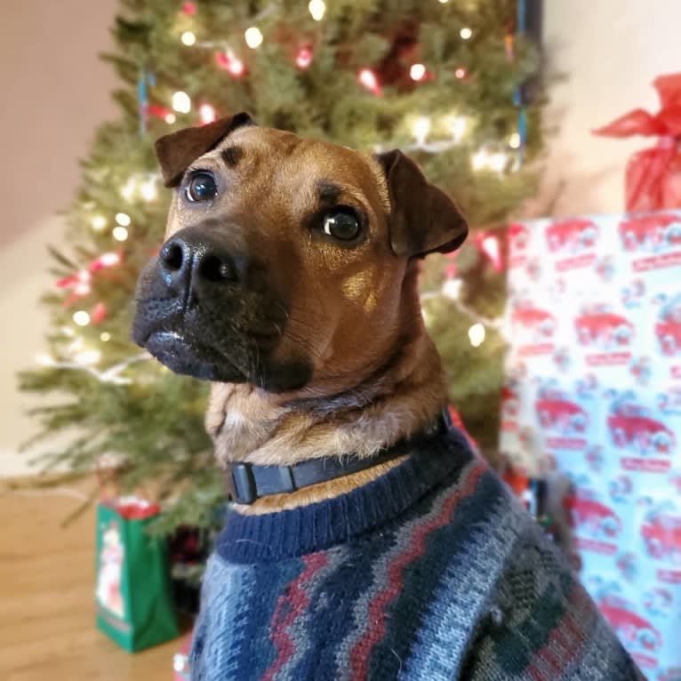 Walter, a Boxer and American Pit Bull Terrier mix tested with EmbarkVet.com