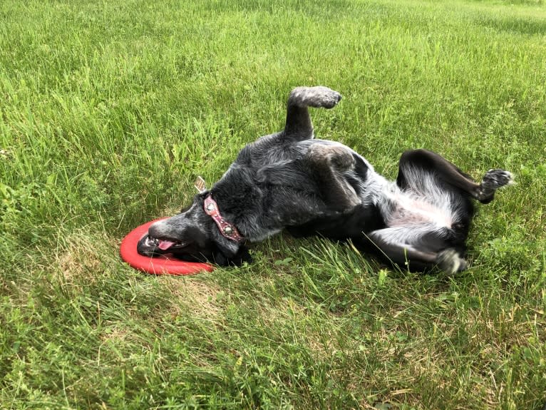 Mist, an Australian Cattle Dog and Australian Shepherd mix tested with EmbarkVet.com