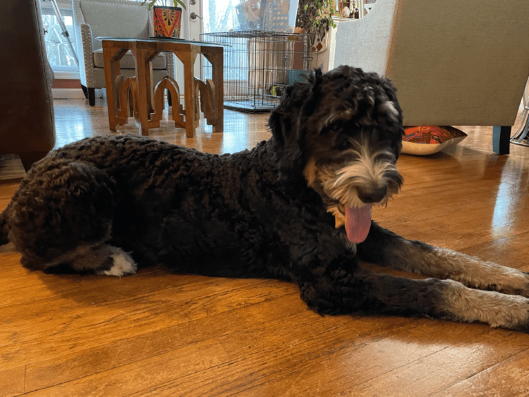 OSO, a Bernedoodle tested with EmbarkVet.com