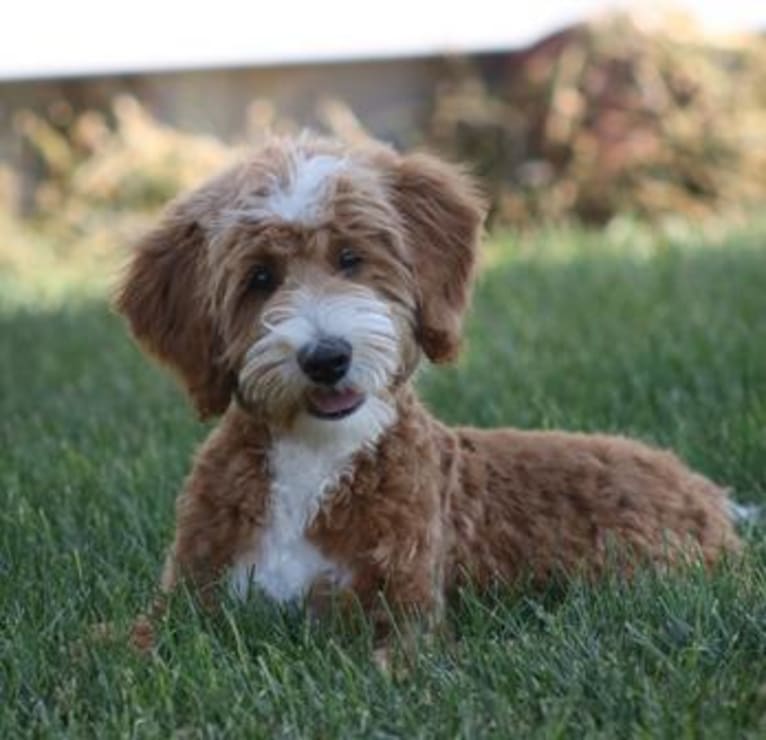 Wesson, a Poodle (Small) and Poodle (Standard) mix tested with EmbarkVet.com