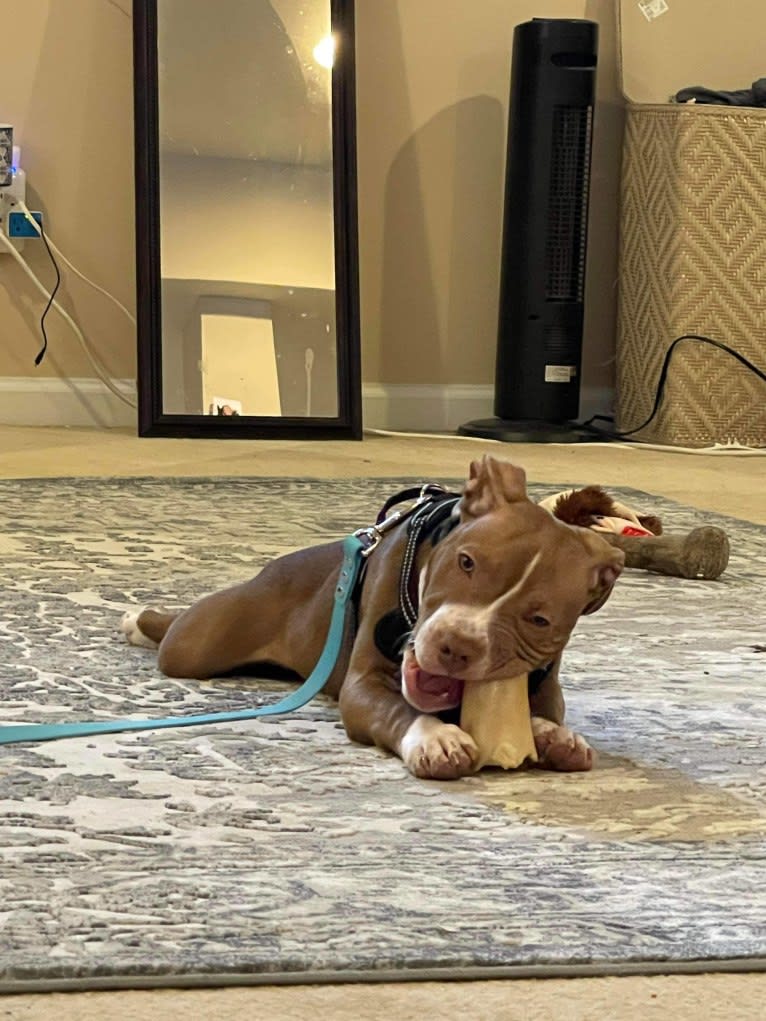 UWPCH - Stitch, an American Pit Bull Terrier tested with EmbarkVet.com