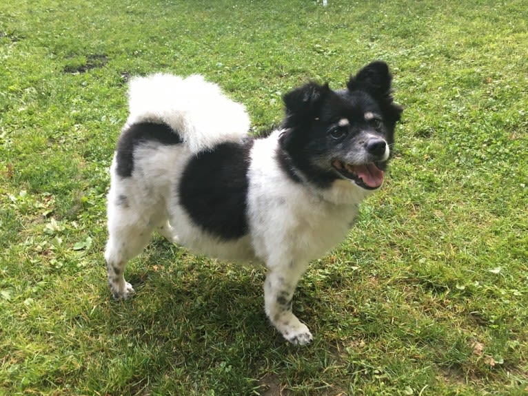 Piper, an American Eskimo Dog and Pomeranian mix tested with EmbarkVet.com