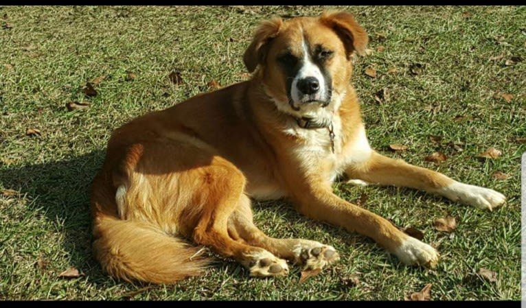 Boone, an American Pit Bull Terrier and Labrador Retriever mix tested with EmbarkVet.com