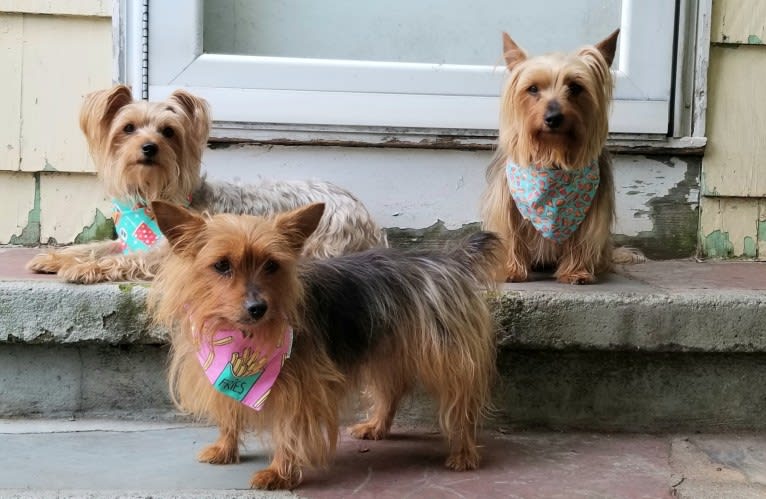 Eden, a Silky Terrier tested with EmbarkVet.com