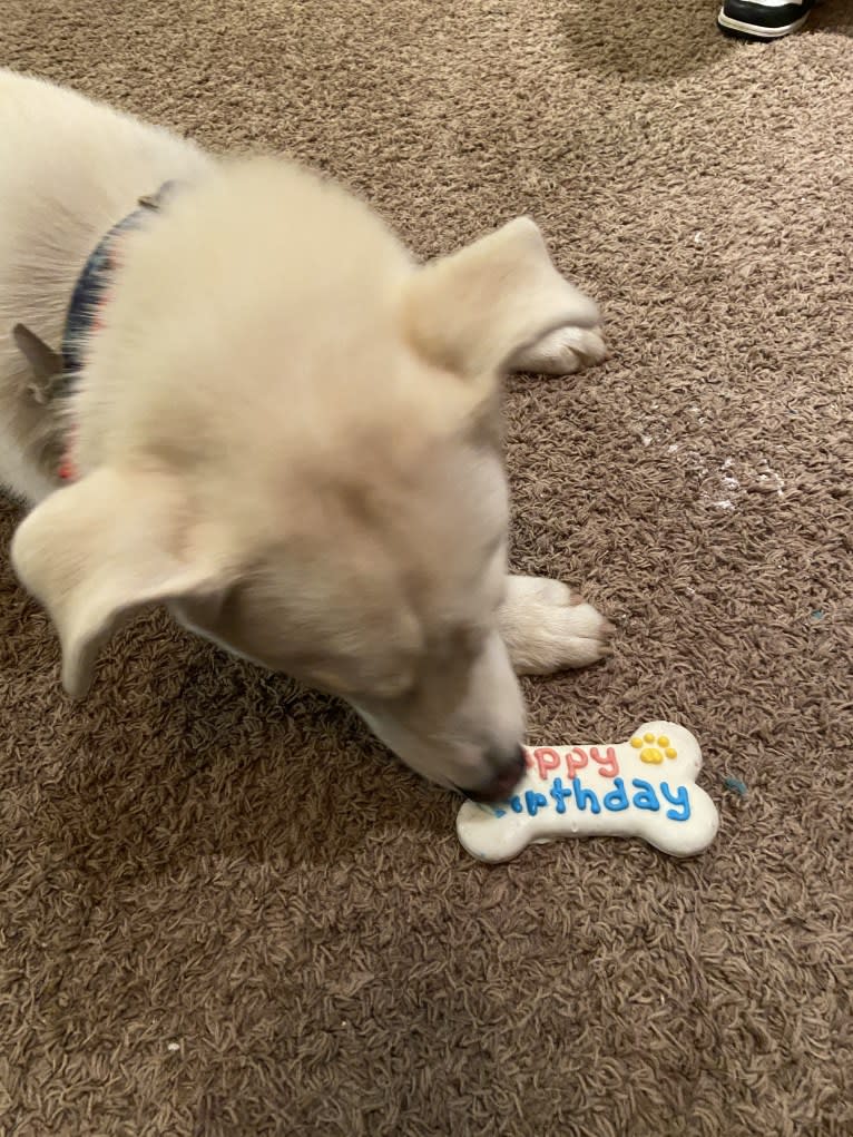 Dash, a Siberian Husky and German Shepherd Dog mix tested with EmbarkVet.com