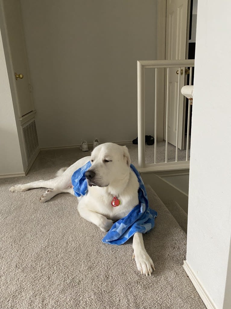 Kai, a Great Pyrenees and Alaskan Malamute mix tested with EmbarkVet.com