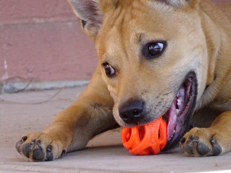 Bean, a Chow Chow and Chihuahua mix tested with EmbarkVet.com