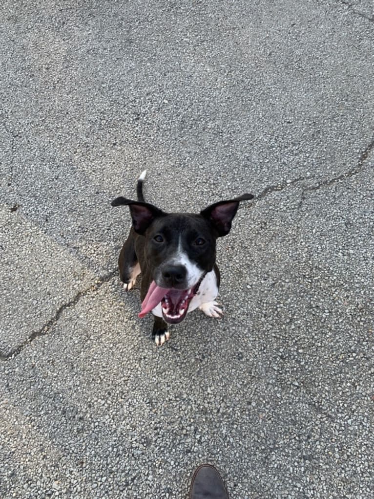 Ada, an American Pit Bull Terrier and Labrador Retriever mix tested with EmbarkVet.com