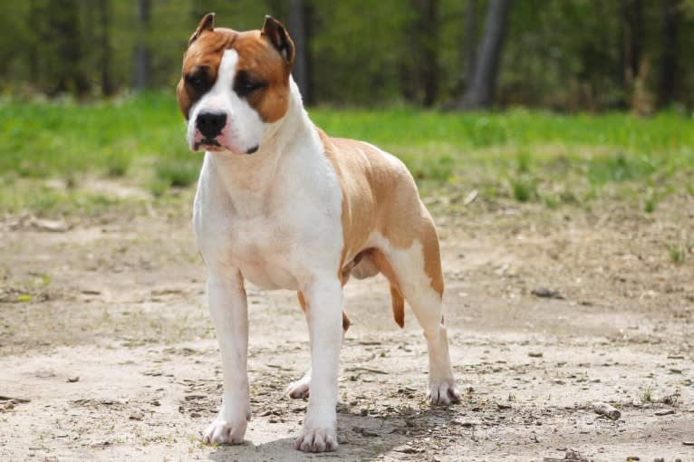 Maui, an American Staffordshire Terrier tested with EmbarkVet.com