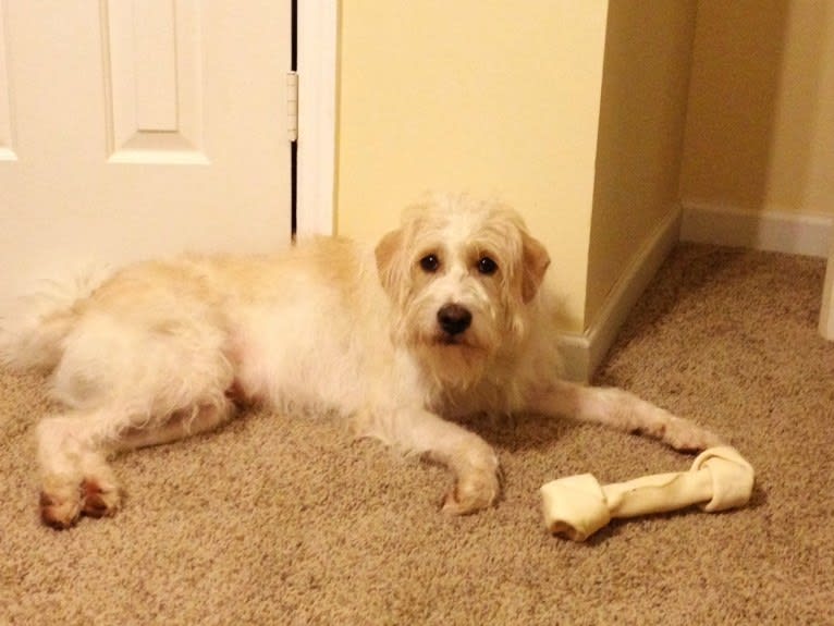 Cam, a Miniature Schnauzer and Cocker Spaniel mix tested with EmbarkVet.com