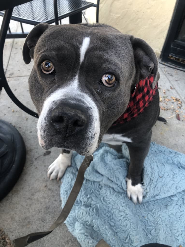 Higgins, an American Bully tested with EmbarkVet.com