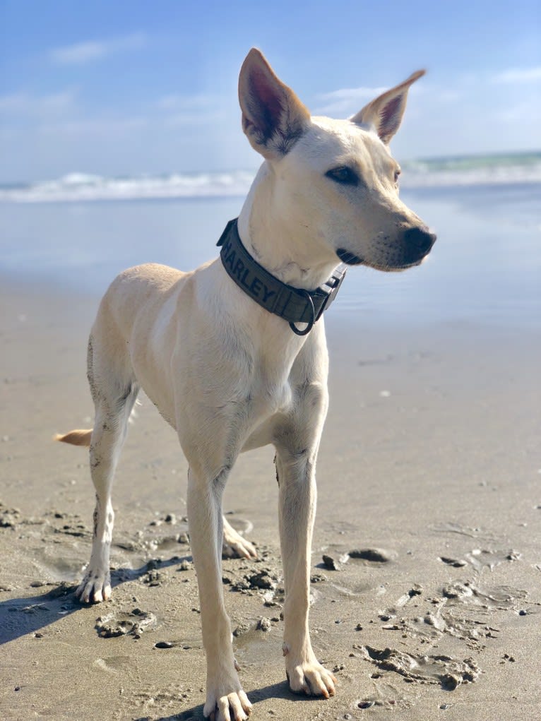 Harley, a Formosan Mountain Dog and Labrador Retriever mix tested with EmbarkVet.com