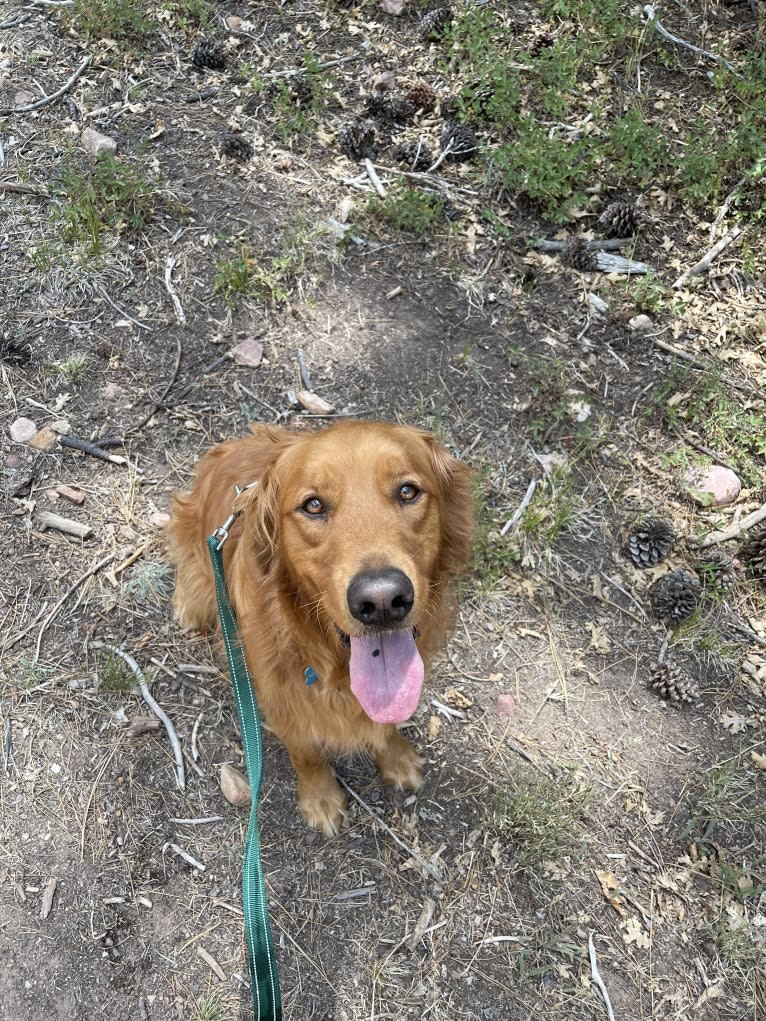 Winston, a Golden Retriever tested with EmbarkVet.com