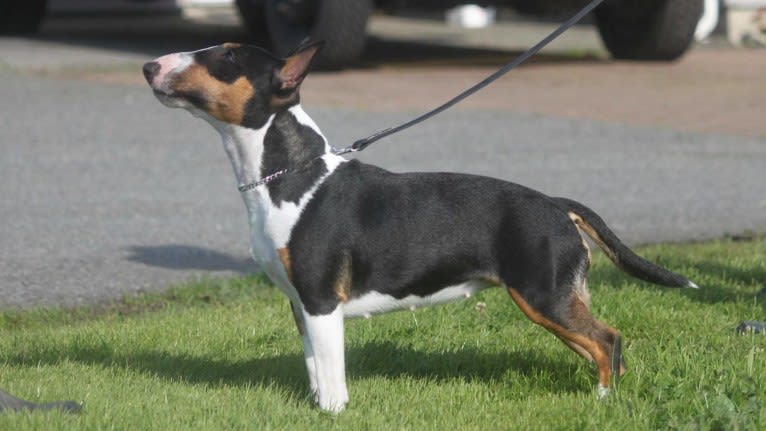 Biscuit, a Miniature Bull Terrier tested with EmbarkVet.com