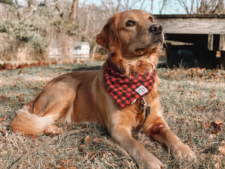 Marley, a Golden Retriever tested with EmbarkVet.com