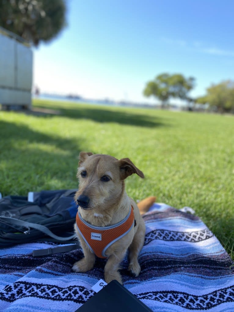 Olive, a Dachshund and Australian Shepherd mix tested with EmbarkVet.com